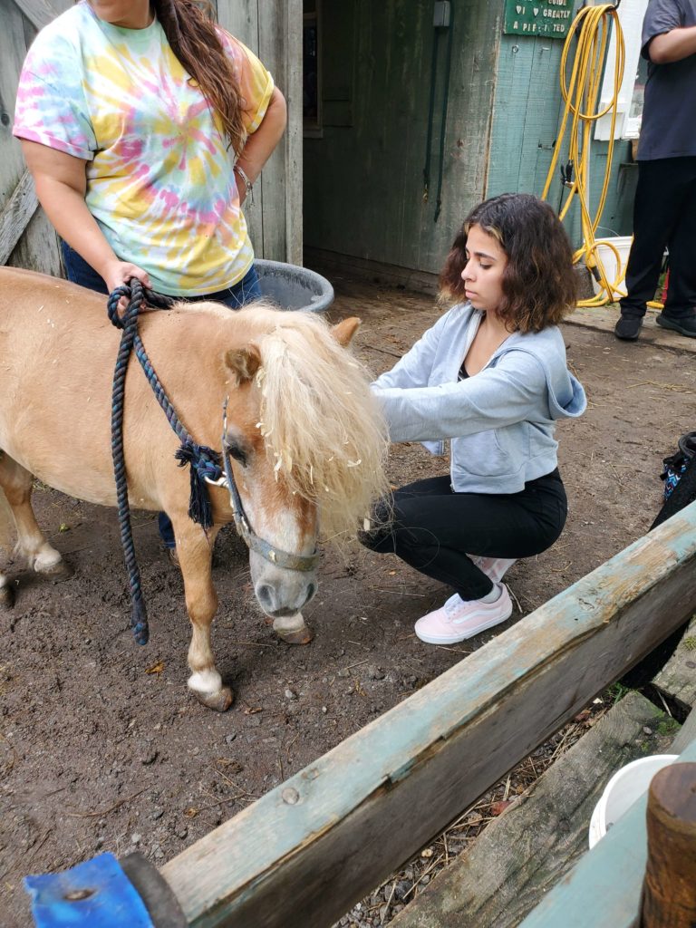 girl tending to small horsee